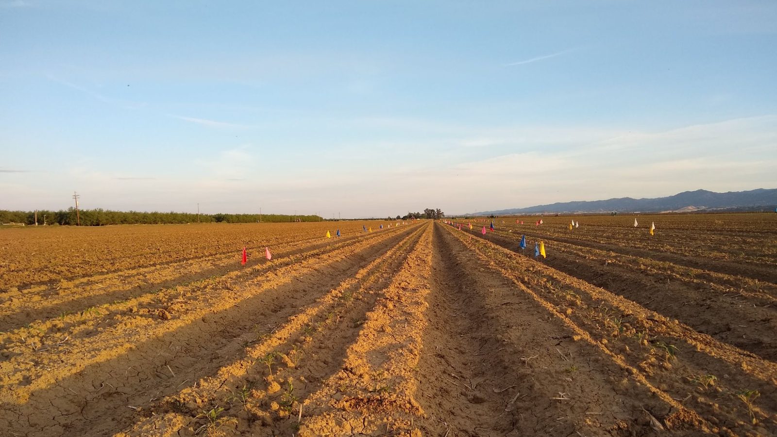 Rows of young tomato plants in a field experiment in Esparto, California, with colored marker flags