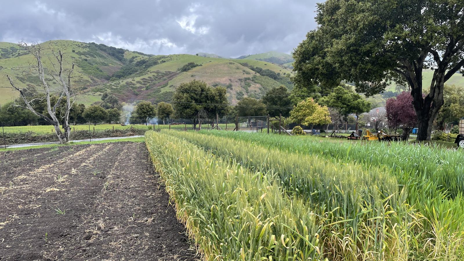 Dry-farmed wheat beside a plot of bare soil in San Juan Bautista, California, with green hills and an oak tree behind