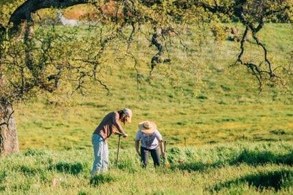 Yvonne Socolar and a colleague taking soil samples on a ranch beneath an oak